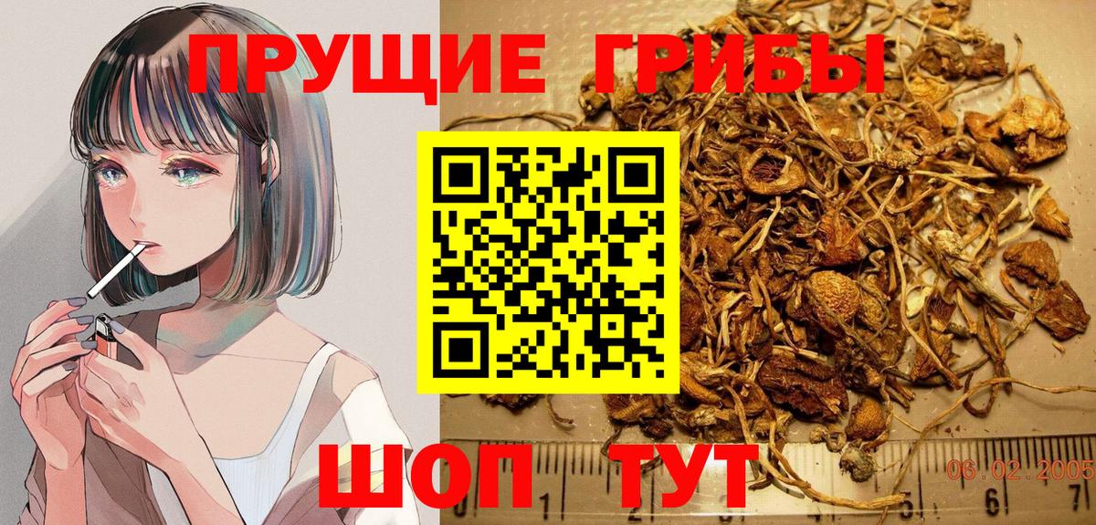 Галлюциногенные грибы прущие грибы  Вход с VPN  Семёнов  Галлюциногенные грибы Psilocybe 